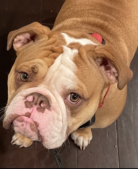 Beau