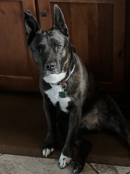 Rango