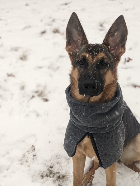 Pita