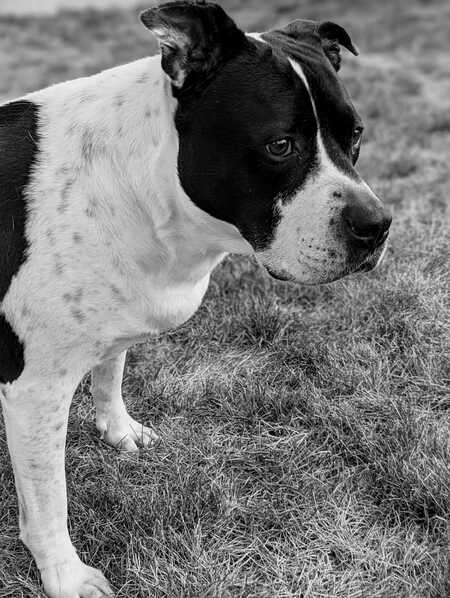 Gunner Bunner
