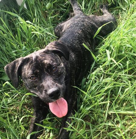 Xena 