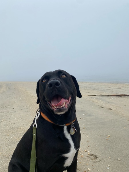 Chico