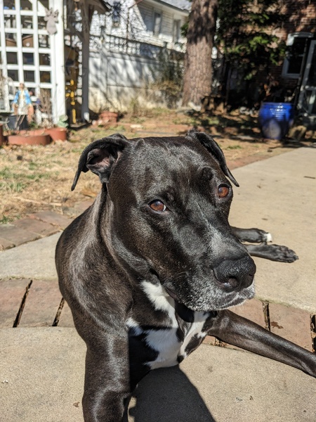 Indigo