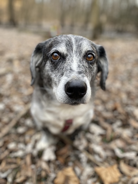 Marley