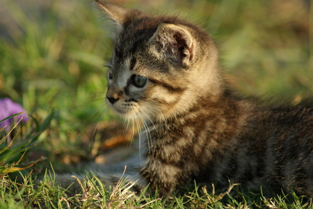Rascal