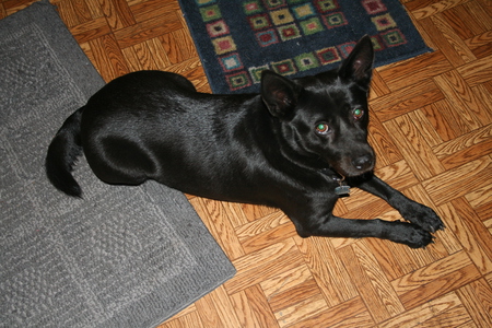 Cujo
