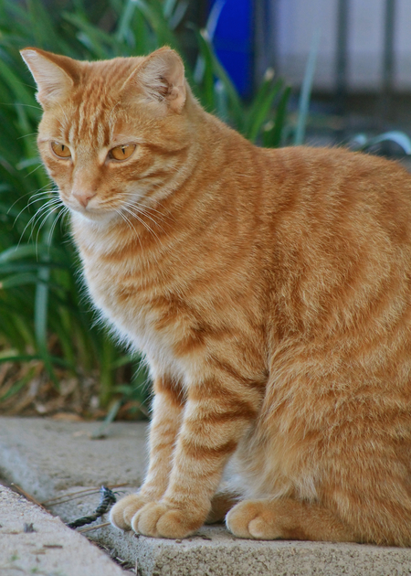 Brother Kitty