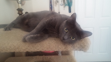 Amelia