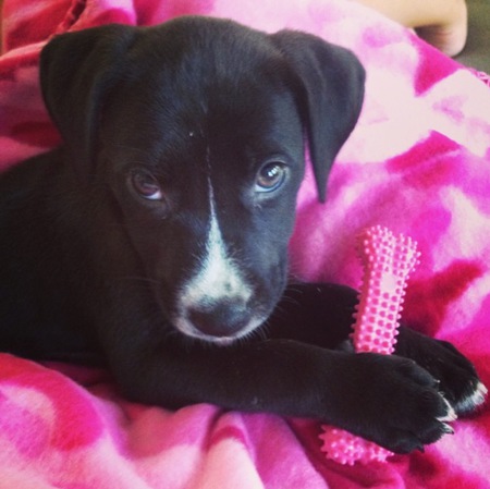 Jordan Pup