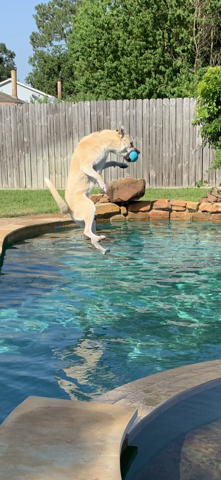 Cooper