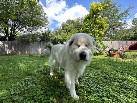 Maggie Moo