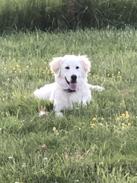 Perri