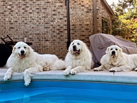 Josie, Tiberius, and TGPR Montana