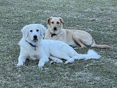 Zoe & Scout