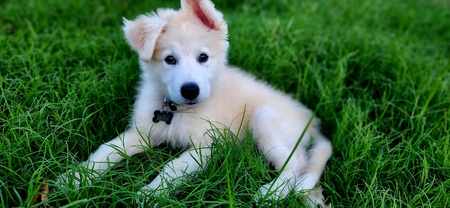 Maverick