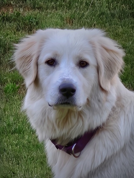 Maggie