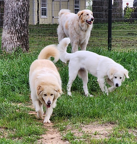 Tex, Maggie and Sunshine