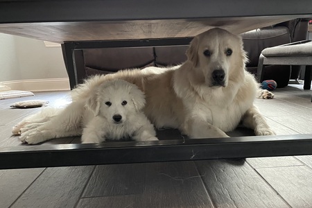 Brady & Moose