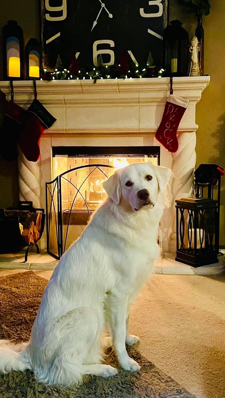 Piper