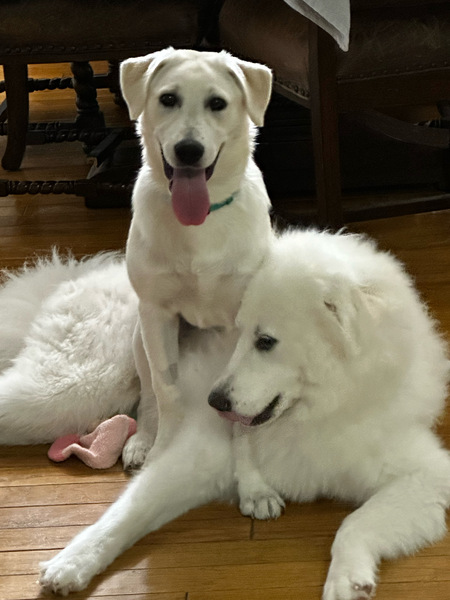 Ziva