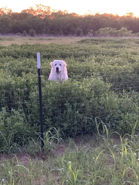 Hondo