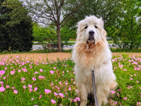 Finn