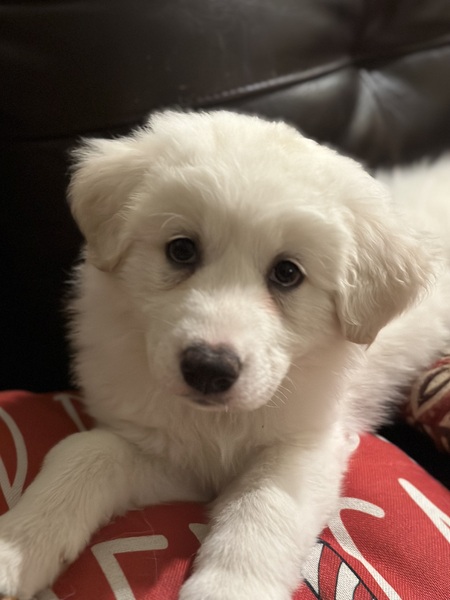 Sadie AKA Miss Chief 