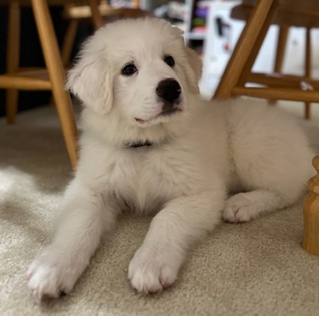 Beaumont "Beau" (FKA Deputy of the Guardian Litter)
