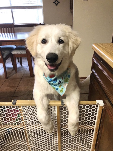 Ruger