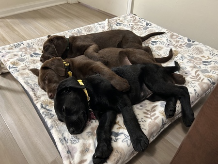 Lois, Lulu and Lucas