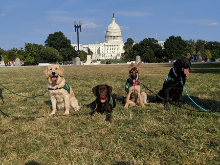 Chance, Tucker, Currie and Trooper