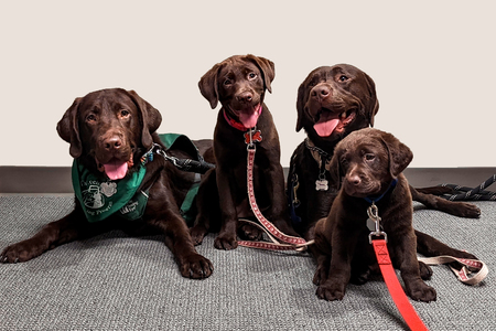 Atticus, Venus, Tommy, and Bart