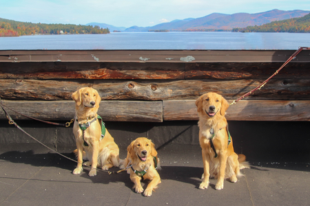 Hazel, Holly, and Hachi