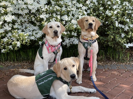 Ivy, Qantas, and Eddie