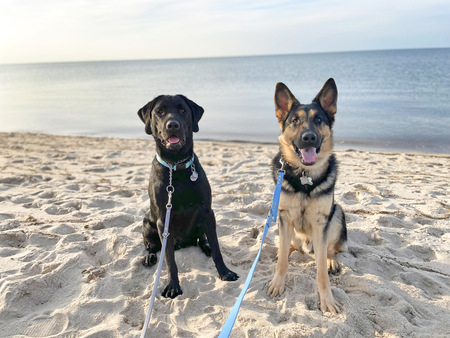 Apex and Otis