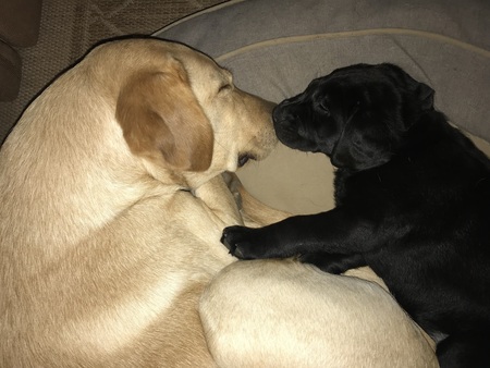 Quix and Willa