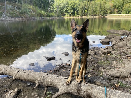 Scout