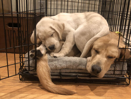 Yale and Zander
