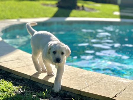 Piper