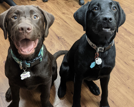 Tommy and Rumor