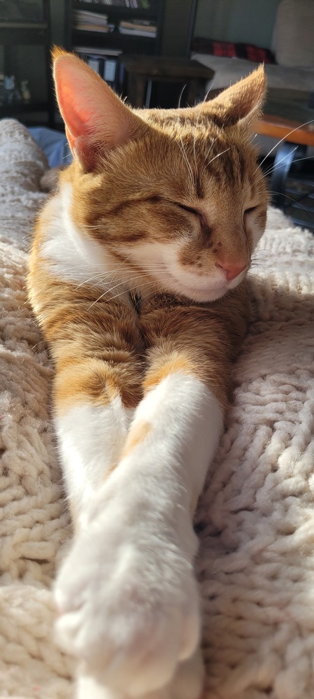 Finnegan 