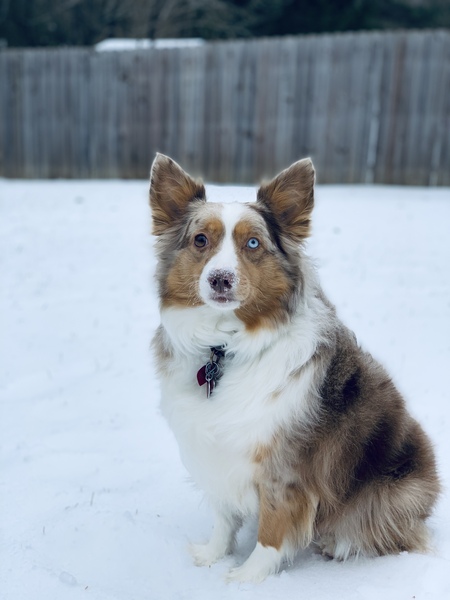 Scout