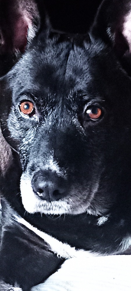 Sheba