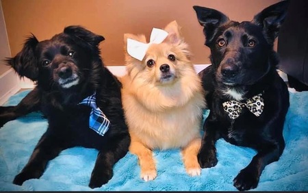 Meesha, Marley, Abby 