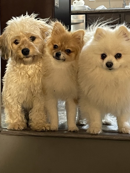 Chewy torkie and turbo 