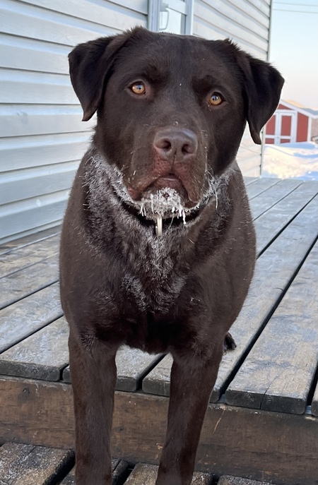 Dozer