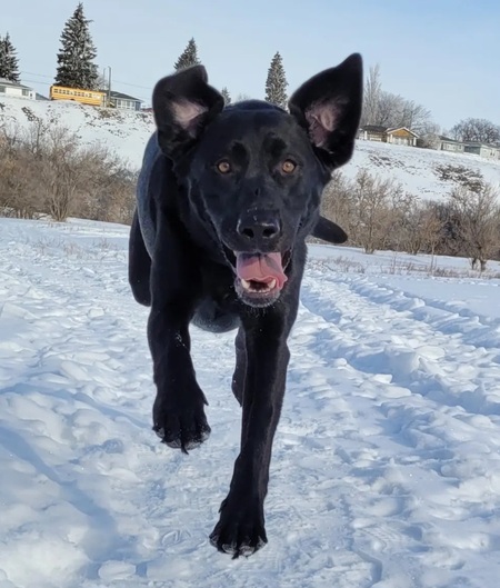 Onyx