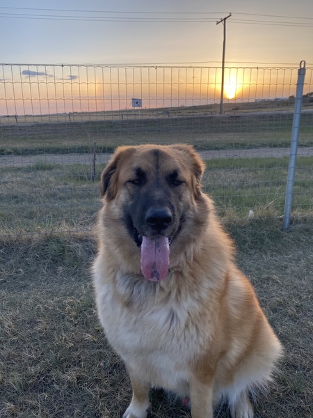 Ronan