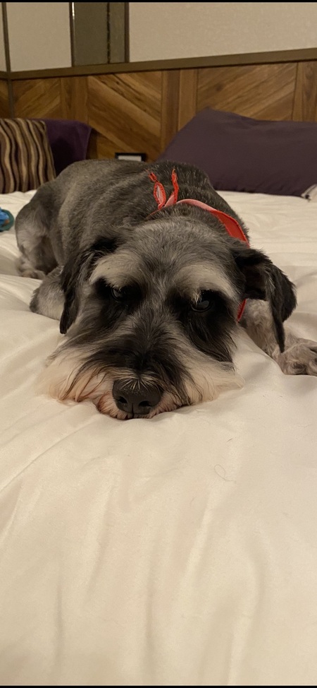Duke
