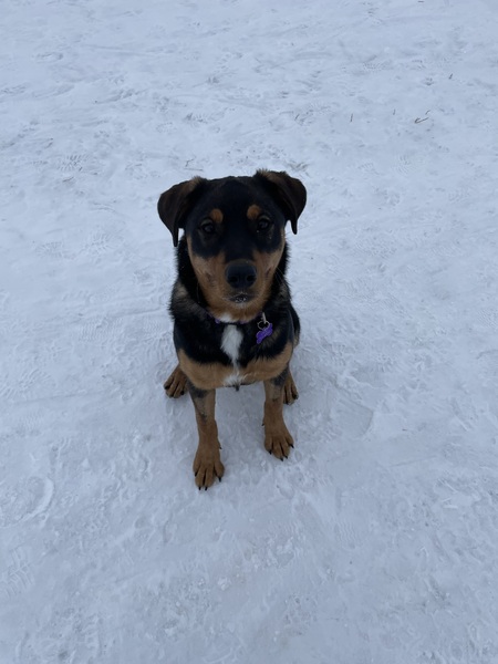 Zorra